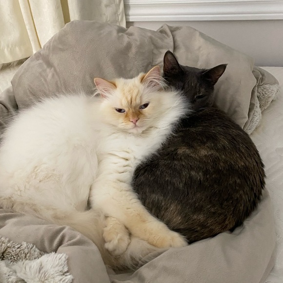 🚨ATTENTION🚨 - Picture 5 of 8